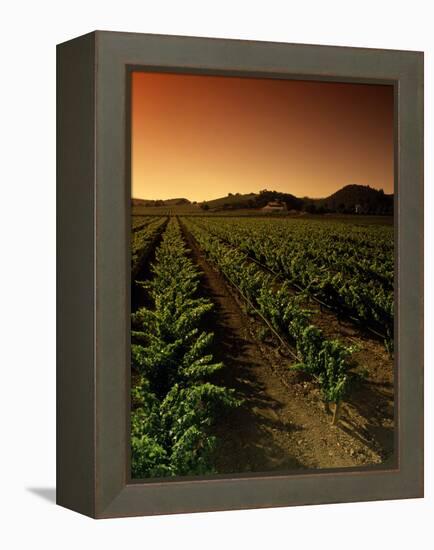 Vine Crop in a Vineyard, Usibelli Vineyards, Napa Valley, California, USA-null-Framed Premier Image Canvas