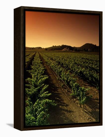 Vine Crop in a Vineyard, Usibelli Vineyards, Napa Valley, California, USA-null-Framed Premier Image Canvas