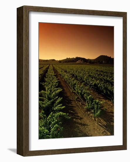 Vine Crop in a Vineyard, Usibelli Vineyards, Napa Valley, California, USA-null-Framed Photographic Print