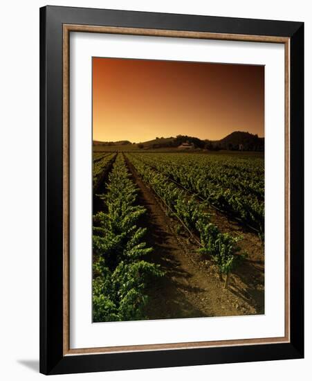 Vine Crop in a Vineyard, Usibelli Vineyards, Napa Valley, California, USA-null-Framed Photographic Print