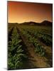 Vine Crop in a Vineyard, Usibelli Vineyards, Napa Valley, California, USA-null-Mounted Photographic Print