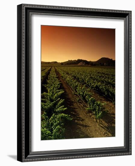 Vine Crop in a Vineyard, Usibelli Vineyards, Napa Valley, California, USA-null-Framed Photographic Print