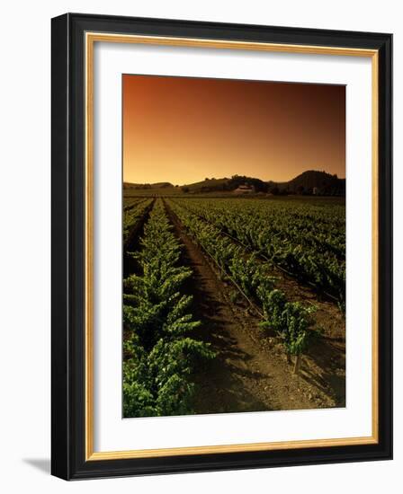 Vine Crop in a Vineyard, Usibelli Vineyards, Napa Valley, California, USA-null-Framed Photographic Print