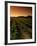 Vine Crop in a Vineyard, Usibelli Vineyards, Napa Valley, California, USA-null-Framed Photographic Print