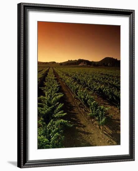 Vine Crop in a Vineyard, Usibelli Vineyards, Napa Valley, California, USA-null-Framed Photographic Print