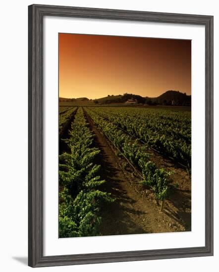 Vine Crop in a Vineyard, Usibelli Vineyards, Napa Valley, California, USA-null-Framed Photographic Print