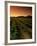 Vine Crop in a Vineyard, Usibelli Vineyards, Napa Valley, California, USA-null-Framed Photographic Print