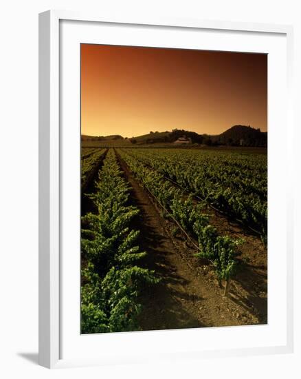 Vine Crop in a Vineyard, Usibelli Vineyards, Napa Valley, California, USA-null-Framed Photographic Print