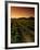 Vine Crop in a Vineyard, Usibelli Vineyards, Napa Valley, California, USA-null-Framed Photographic Print