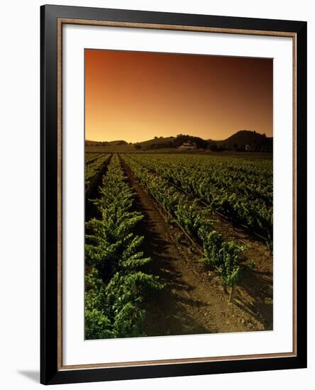 Vine Crop in a Vineyard, Usibelli Vineyards, Napa Valley, California, USA-null-Framed Photographic Print