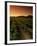 Vine Crop in a Vineyard, Usibelli Vineyards, Napa Valley, California, USA-null-Framed Photographic Print
