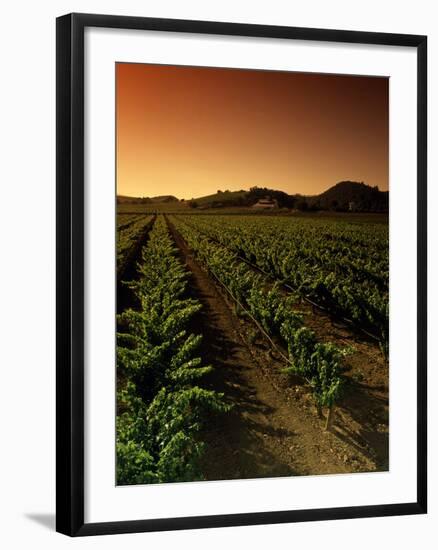 Vine Crop in a Vineyard, Usibelli Vineyards, Napa Valley, California, USA-null-Framed Photographic Print