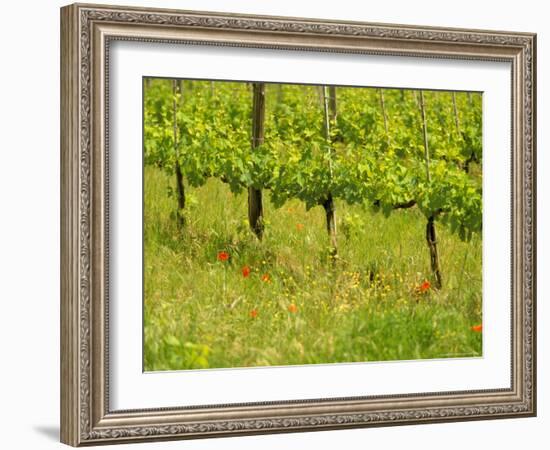 Vine Detail, Grape Vineyard, Greve, II Chianti, Tuscany, Italy-Walter Bibikow-Framed Photographic Print