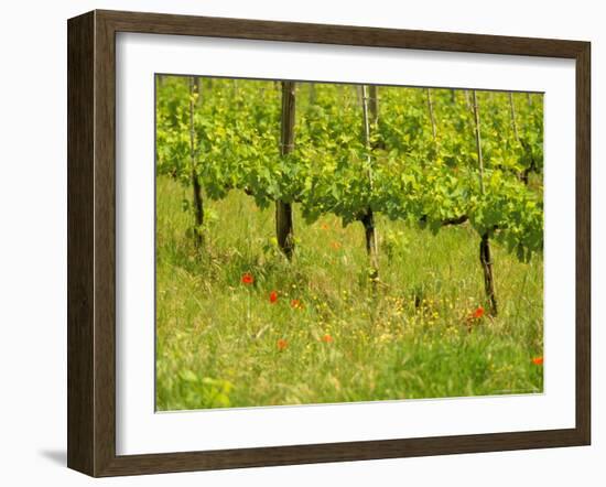 Vine Detail, Grape Vineyard, Greve, II Chianti, Tuscany, Italy-Walter Bibikow-Framed Photographic Print