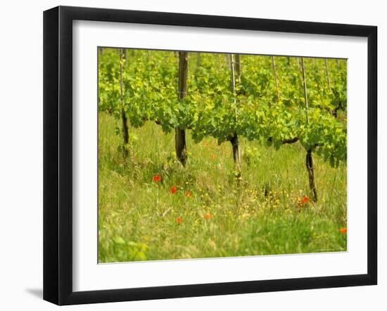 Vine Detail, Grape Vineyard, Greve, II Chianti, Tuscany, Italy-Walter Bibikow-Framed Photographic Print