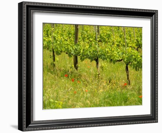 Vine Detail, Grape Vineyard, Greve, II Chianti, Tuscany, Italy-Walter Bibikow-Framed Photographic Print