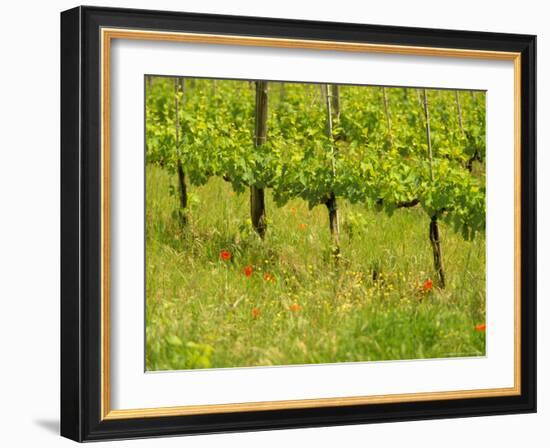 Vine Detail, Grape Vineyard, Greve, II Chianti, Tuscany, Italy-Walter Bibikow-Framed Photographic Print