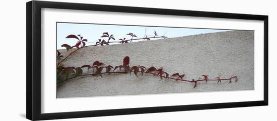 Vine Elegance II-Nicole Katano-Framed Photo