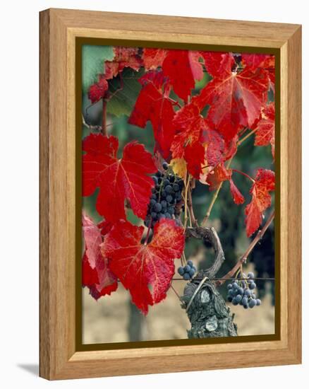 Vine in Autumn, St. Emilion, Bordeaux, France-Adam Woolfitt-Framed Premier Image Canvas