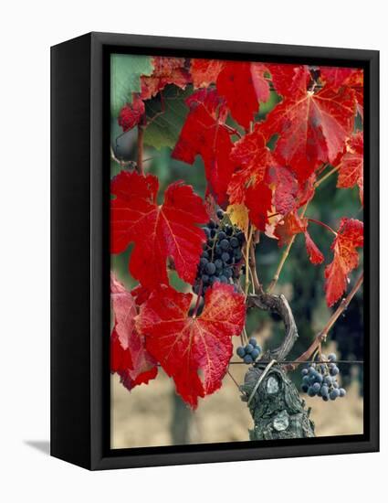 Vine in Autumn, St. Emilion, Bordeaux, France-Adam Woolfitt-Framed Premier Image Canvas