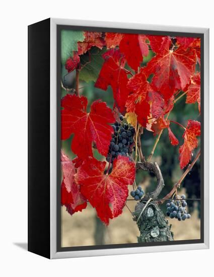 Vine in Autumn, St. Emilion, Bordeaux, France-Adam Woolfitt-Framed Premier Image Canvas