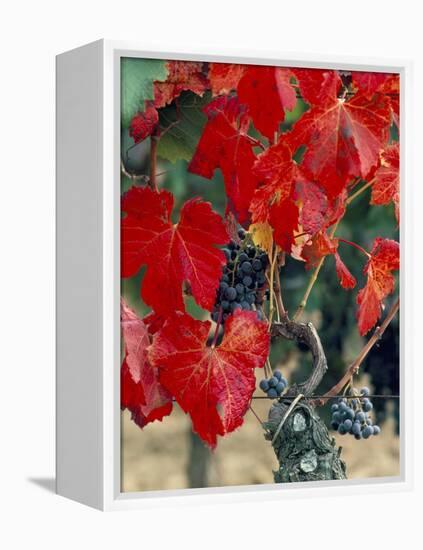 Vine in Autumn, St. Emilion, Bordeaux, France-Adam Woolfitt-Framed Premier Image Canvas