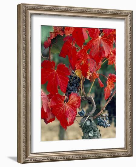 Vine in Autumn, St. Emilion, Bordeaux, France-Adam Woolfitt-Framed Photographic Print