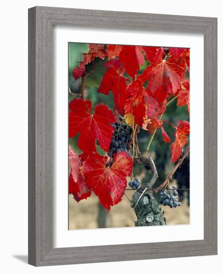 Vine in Autumn, St. Emilion, Bordeaux, France-Adam Woolfitt-Framed Photographic Print