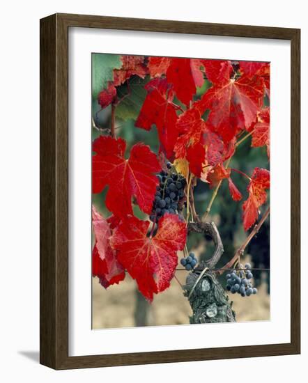 Vine in Autumn, St. Emilion, Bordeaux, France-Adam Woolfitt-Framed Photographic Print