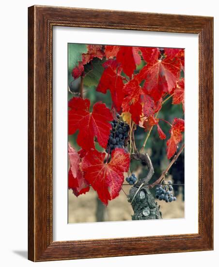 Vine in Autumn, St. Emilion, Bordeaux, France-Adam Woolfitt-Framed Photographic Print