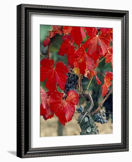 Vine in Autumn, St. Emilion, Bordeaux, France-Adam Woolfitt-Framed Photographic Print