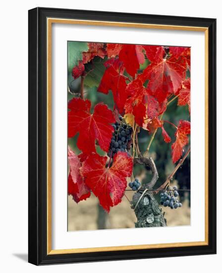 Vine in Autumn, St. Emilion, Bordeaux, France-Adam Woolfitt-Framed Photographic Print