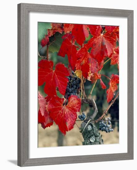 Vine in Autumn, St. Emilion, Bordeaux, France-Adam Woolfitt-Framed Photographic Print