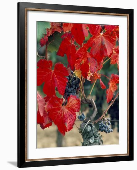 Vine in Autumn, St. Emilion, Bordeaux, France-Adam Woolfitt-Framed Photographic Print