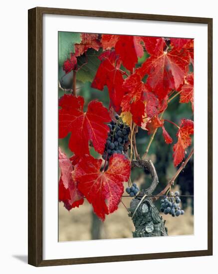 Vine in Autumn, St. Emilion, Bordeaux, France-Adam Woolfitt-Framed Photographic Print