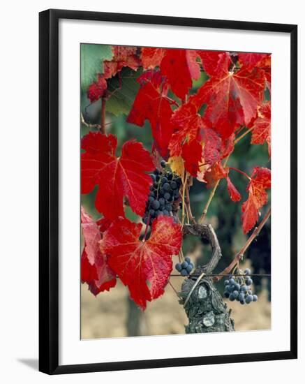 Vine in Autumn, St. Emilion, Bordeaux, France-Adam Woolfitt-Framed Photographic Print