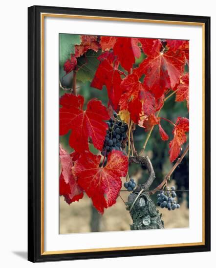 Vine in Autumn, St. Emilion, Bordeaux, France-Adam Woolfitt-Framed Photographic Print