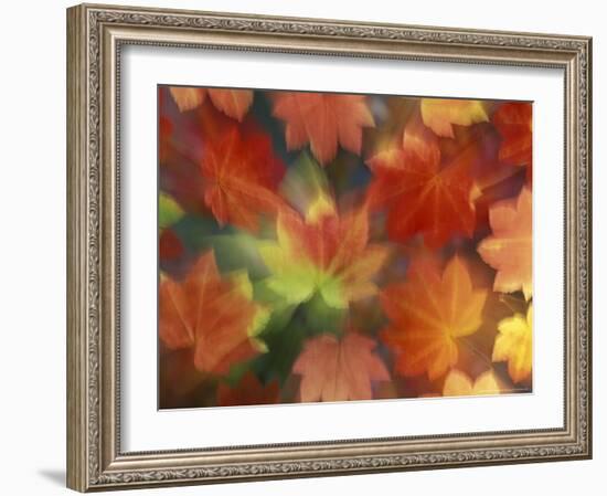 Vine Maple Autumn Colors, Issaquah, Washington, USA-Darrell Gulin-Framed Photographic Print