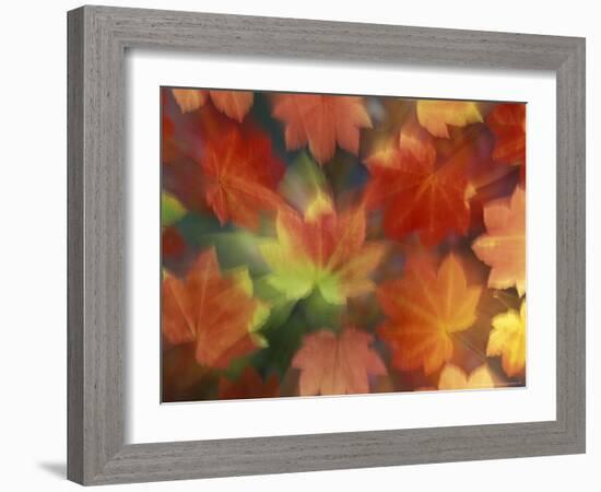 Vine Maple Autumn Colors, Issaquah, Washington, USA-Darrell Gulin-Framed Photographic Print