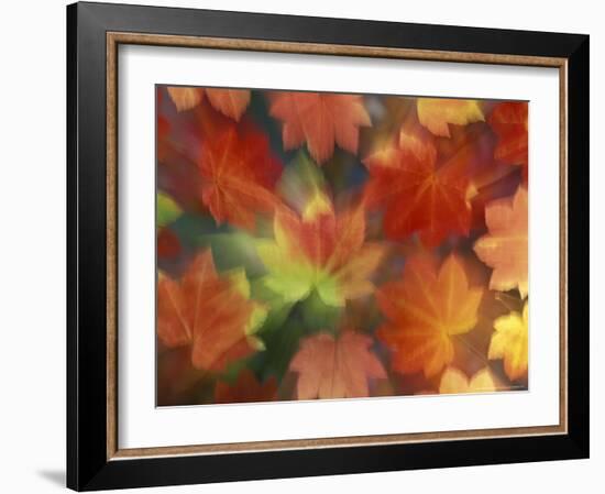 Vine Maple Autumn Colors, Issaquah, Washington, USA-Darrell Gulin-Framed Photographic Print