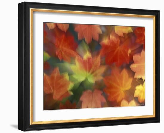 Vine Maple Autumn Colors, Issaquah, Washington, USA-Darrell Gulin-Framed Photographic Print