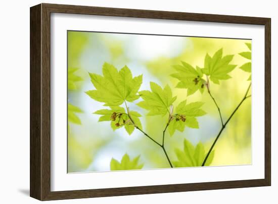 Vine Maple I-Kathy Mahan-Framed Photo