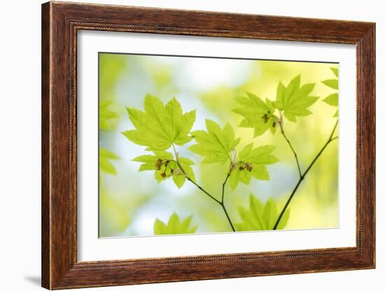 Vine Maple I-Kathy Mahan-Framed Photo