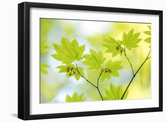 Vine Maple I-Kathy Mahan-Framed Photo