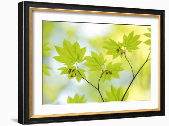 Vine Maple I-Kathy Mahan-Framed Photo