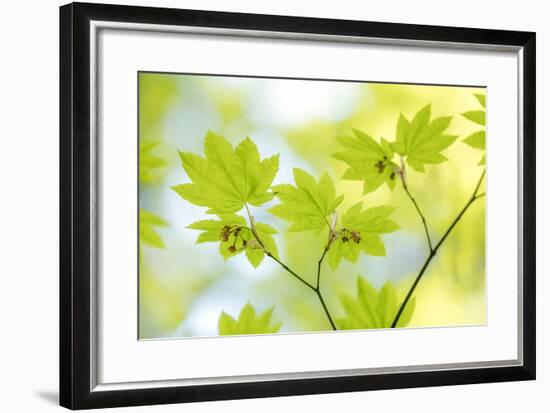 Vine Maple I-Kathy Mahan-Framed Photo