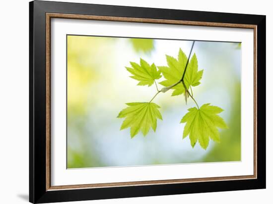 Vine Maple II-Kathy Mahan-Framed Photo