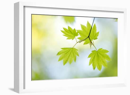 Vine Maple II-Kathy Mahan-Framed Photo