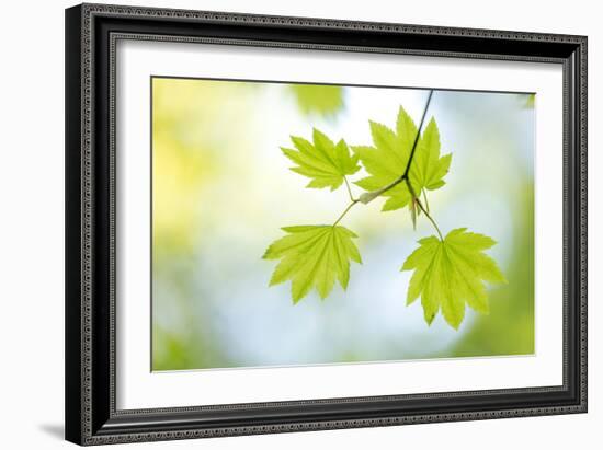 Vine Maple II-Kathy Mahan-Framed Photo