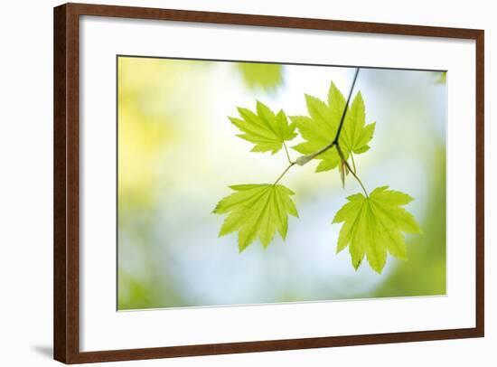 Vine Maple II-Kathy Mahan-Framed Photo